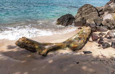 Saint Vincent and the Grenadines, driftwood on the beach