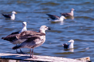 seagull on the beach