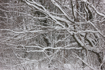  Snowy branches after fresh snowfall. 