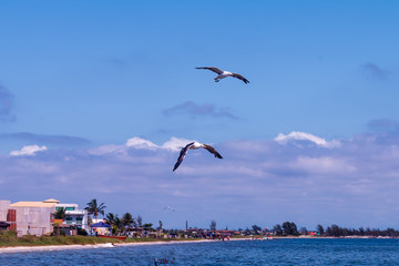 Seagull in the lake.