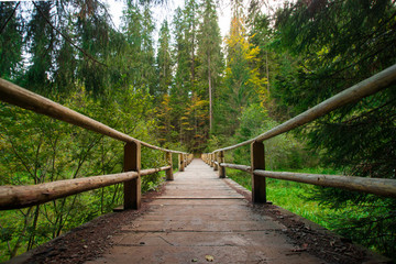 Bridge in the woods