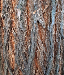 Acacia bark texture close up, young tree