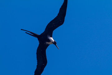 seagull flying in the sky