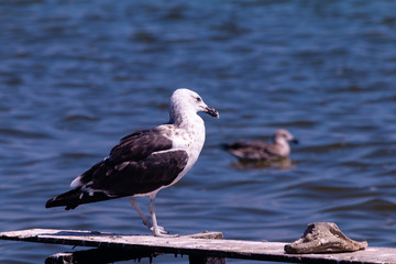 Seagull in the lake