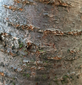Cherry tree bark texture close uop background