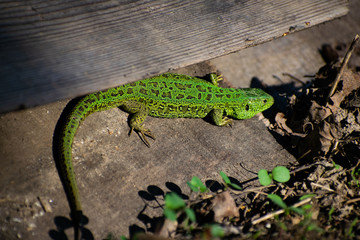 Green Lizard. Lacerta viridis. Oestliche Smaragdeidechse. European green lizard.