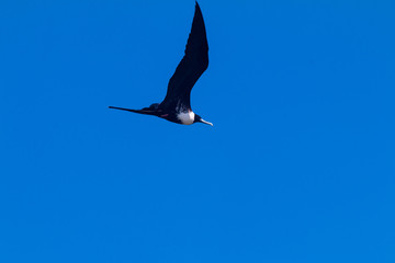 seagull flying in the sky