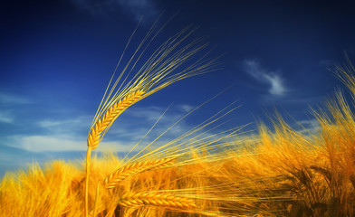 Panele Szklane  Wheat field against a blue sky