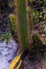 Cactus 