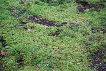 苔 こけ コケ moss