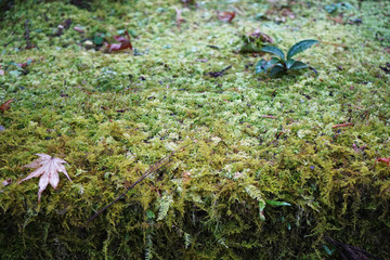 苔　こけ moss コケ