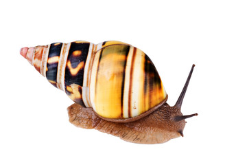 Liguus Tree Snail: Liguus fasciatus crawling on white background.  Isolated