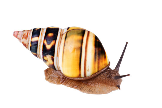 Liguus Tree Snail: Liguus fasciatus crawling on white background.  Isolated