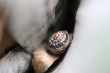 Caracol entre hojas
