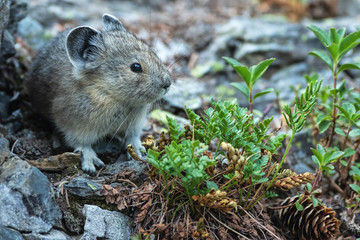 Young American Pika with Flora