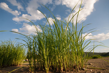 Naklejka premium Grass closeup view blue sky behind