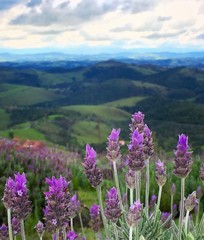 Lavender