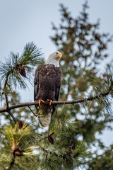 Bald Eagle In A Tree Near Coeur d’Alene, Idaho.