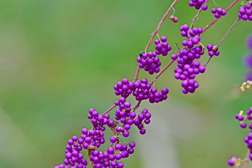 きれいに色づいたムラサキシキブ