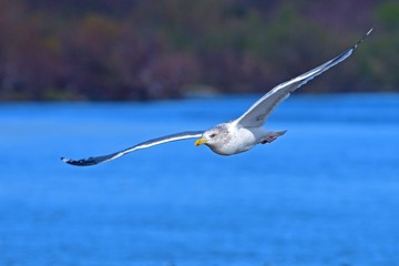 優雅に飛ぶセグロカモメ