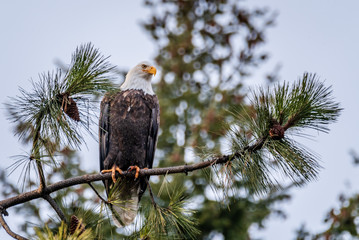 Bald Eagle In A Tree Near Coeur d’Alene, Idaho.
