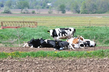 Fototapeta premium Dairy Cattle