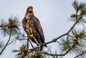 Juvenile Bald Eagle Near Coeur d’Alene, Idaho.