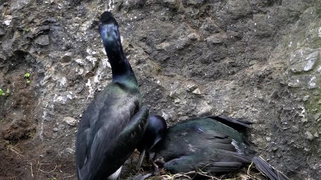 pelagic cormorant couple nesting on a cliff at cape flattery in the olympic national park of the us pacific northwest