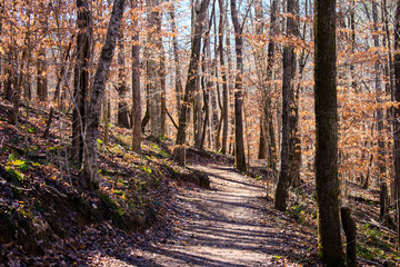 Fototapeta premium Path in the Autumn Forest