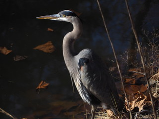 great blue heron in winter