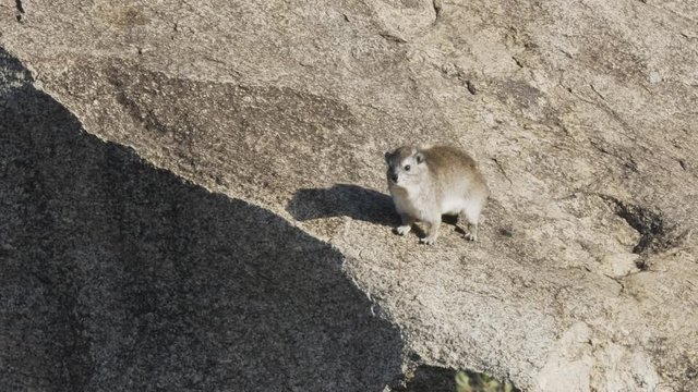 a 4K 60p clip of a rock hyrax basking in morning sun at serengeti national park in tanzania
