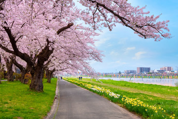 Full bloom sakura at Kitakami Tenshochi park in Japan