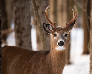 A whitetail deer standing in the snow in the forest
