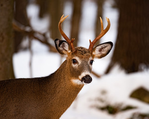 Naklejka na ściany i meble A whitetail deer buck standing in the snow in the forest