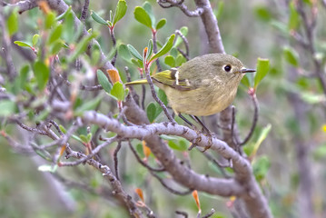 Species of Warbler near Prescott AZ. Might be either a Lucy's Warbler or Yellow Rumped Warbler