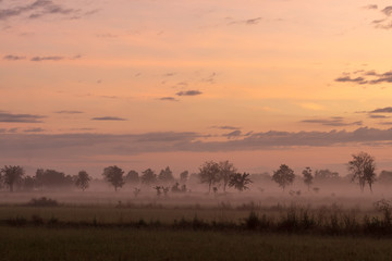 Trees in the morning mist and clouds on the countryside.