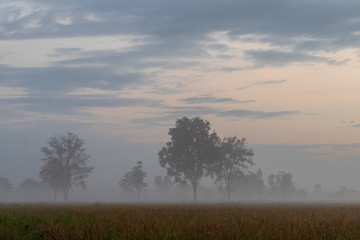 Trees in the morning mist and clouds on the countryside.