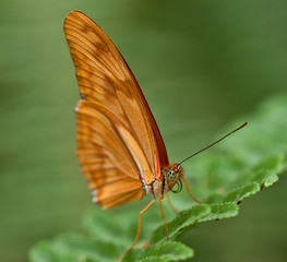 Orangener Schmetterling sitzt bewegungslos auf einem Blatt