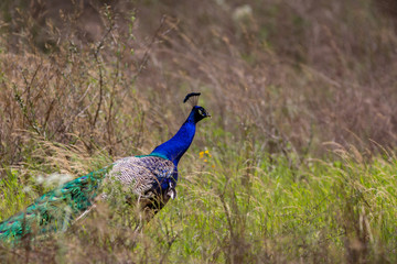 Peacock gone wild.