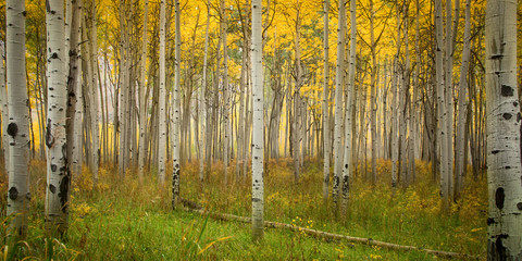 Obraz premium Green and Gold