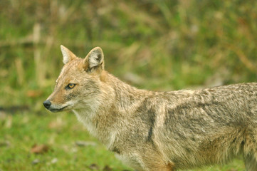 The indian jackal with habitat