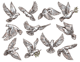 White dove with olive branch, flying pigeon birds - obrazy, fototapety, plakaty