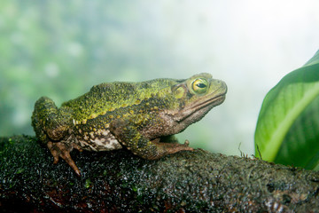 Frog on a Log
