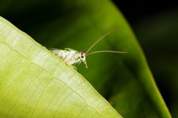 The green cockroach (Panchlora genus) on the Singônio (Syngonium angustatum) leaf. From Brazilian Atlantic Forest.