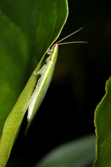 The green cockroach (Panchlora genus) on the Singônio (Syngonium angustatum) leaf. From Brazilian Atlantic Forest.