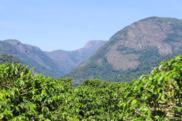The coffee plantation in the surroundings of the Caparaó National Park, officially considered a...