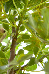 Ripe fig fruits on tree branch