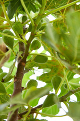Ripe fig fruits on tree branch