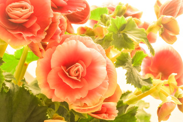 Pink begonia flowers. Full blooming in flower garden of lush blossom of begonia