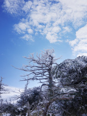 Halla mountain at Jeju island Korea in Winter.